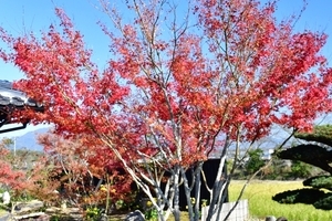 769e6e8b27e85476051122fc2334481ce8e50bd2