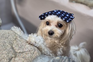 9085b3926ac300690abbb7693a0917f61f5f651e