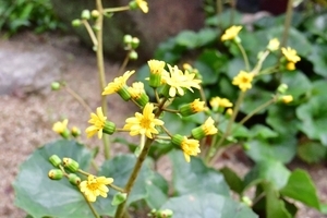 Cd57ce3cf2e6b5c97d17d64796b1f80ba19acd70