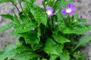 10683008cb8b5f167a842d61ed8030d33d1ce294