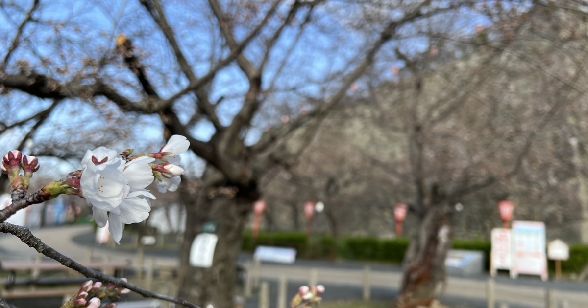 開花宣言 Amazon.co.jp: 揚げ花(開花宣言)/黄色100個入り [お正月・おせち