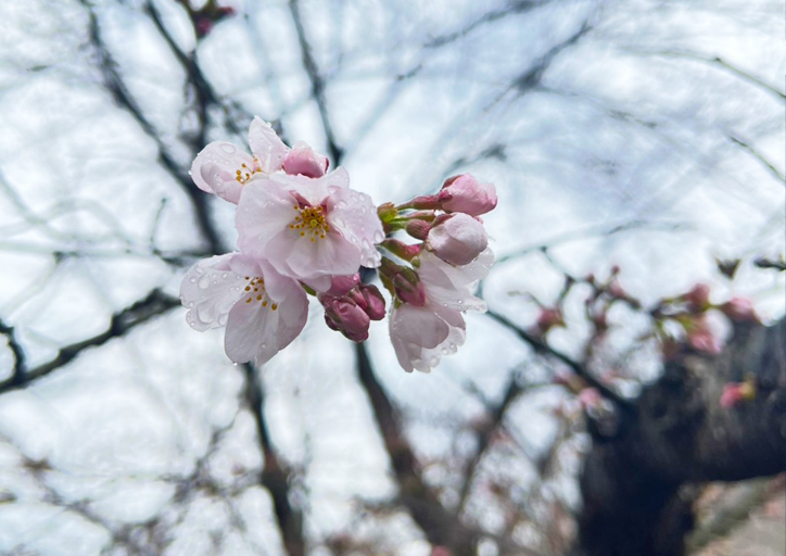 津山さくらまつり開花宣言