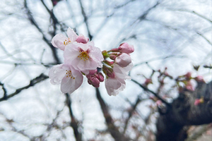 4517bef58516caca0afa8a7ddc807ef8efd5f894