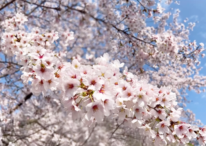 「津山城」開花状況