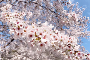 9fc49a5025eec1d22a282eefa5be04bc4c65671d