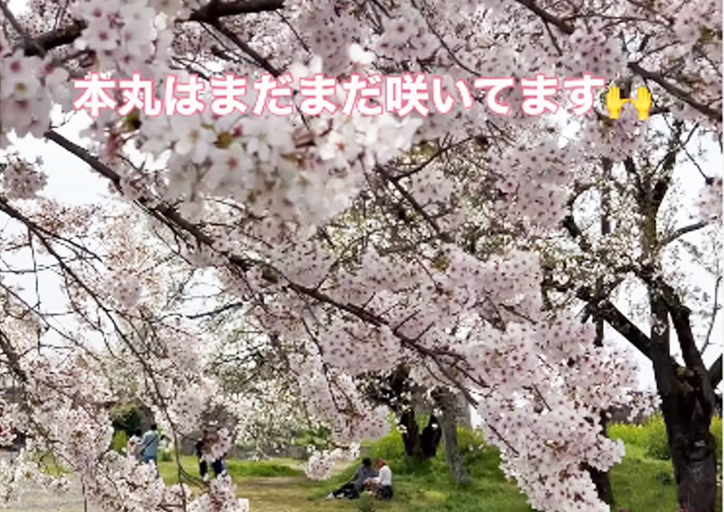 「津山城」開花状況