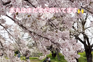 A2bdd22d9a5ee0b5acde3a181ba34f0eff2410c7