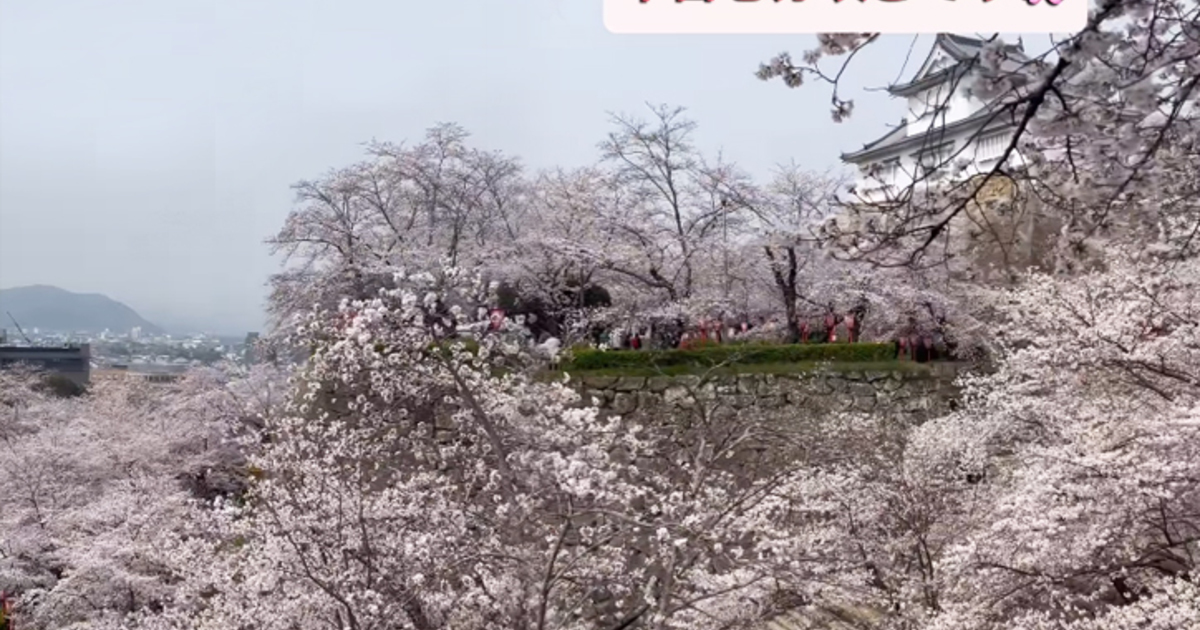 津山城」開花状況｜2026 津山さくらまつり