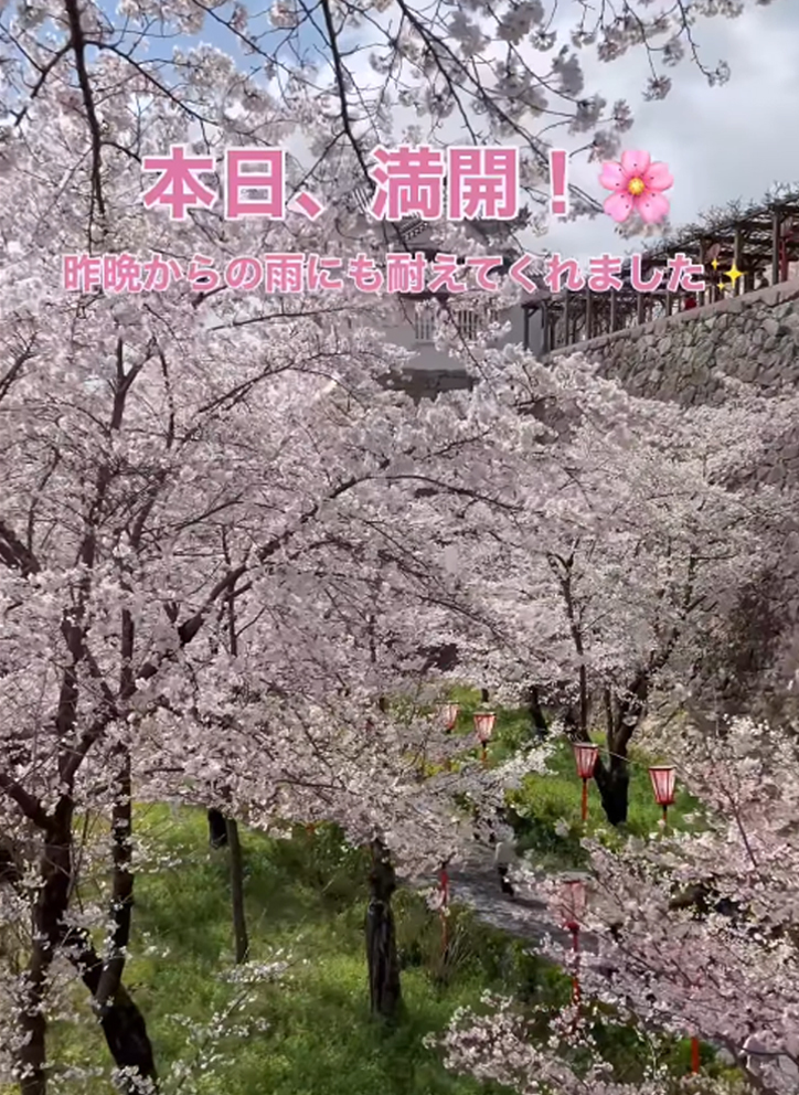 「津山城」開花状況